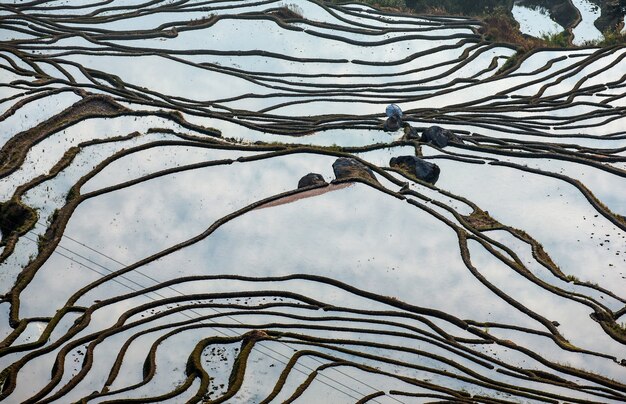 Terrazas de arroz en Yuanyang, China