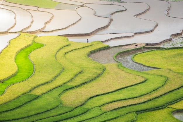 terrazas de arroz