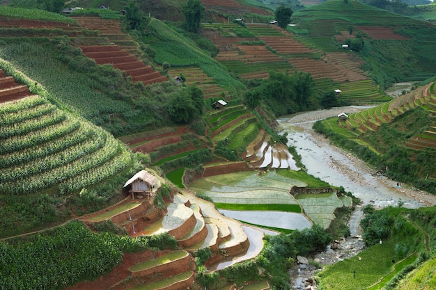 terrazas de arroz