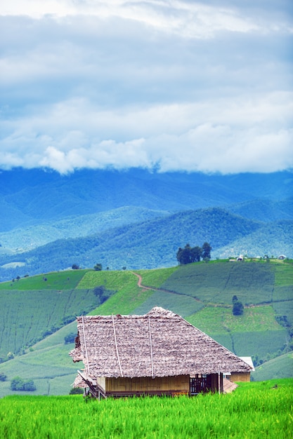 Terrazas de arrozal verde en día nublado, Chaingmai, Tailandia