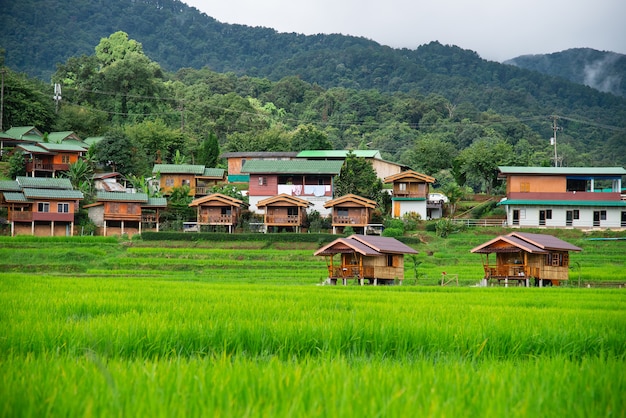Terrazas de campo de arroz en Mae Klang Luang, Homestay Chiangmai, Tailandia