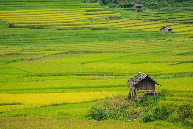 Terrazas de campo de arroz en Mu Cang Chai, Vietnam