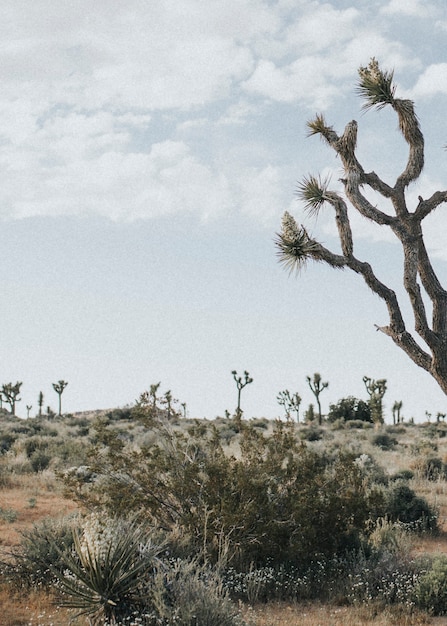 Terreno acidentado no deserto da califórnia