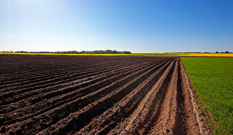 Terreno arado em zona agrícola. Ao lado, está crescendo grama verde e canola em flor.