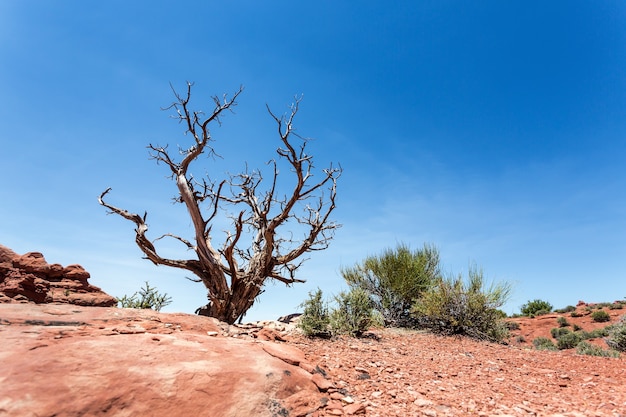 Terreno de vegetação irregular no vale do deserto.