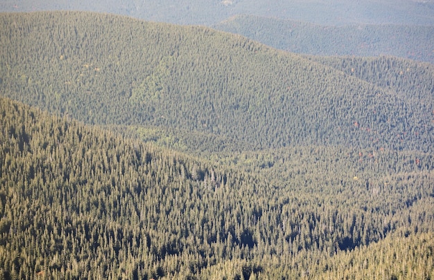 Terreno montañoso montañoso con abetos y bosque de coníferas en primer plano