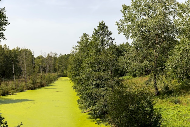 Terreno pantanoso com plantas no verão apresenta pântanos com diferentes tipos de plantas no verão