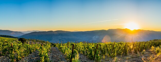 Terreno plantado de viñas para la vendimia