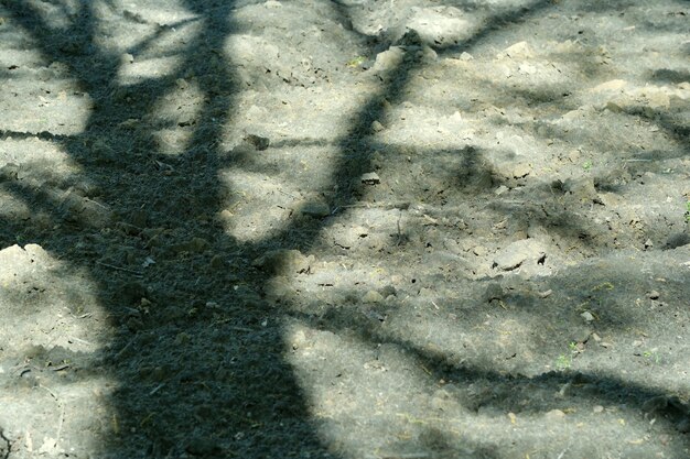 Foto terrenos preparados para la plantación con sombras de árboles