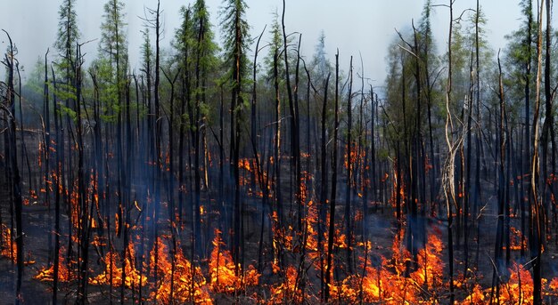 Terrible incendio en medio del bosque provocado por el calentamiento global