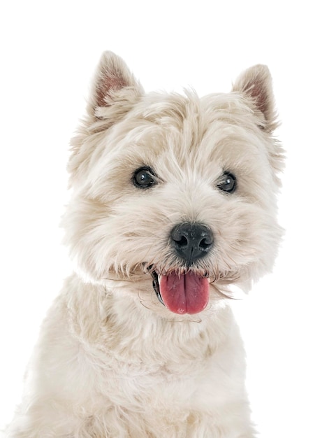 terrier blanco del altiplano occidental