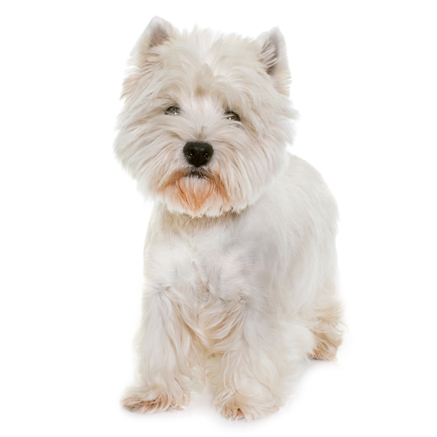 terrier blanco del altiplano occidental