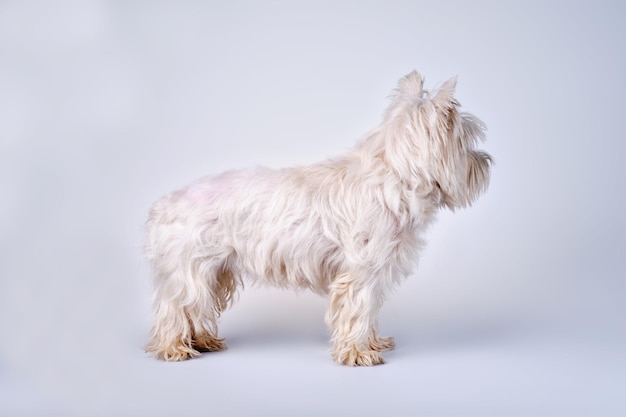 Terrier blanco de West Highland cubierto de maleza en el estudio Vista lateral