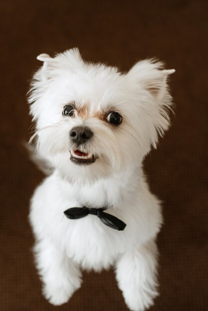 Terrier branco ao lado de um homem