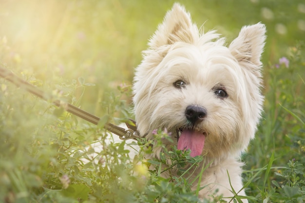 Terrier branco das montanhas ocidentais do retrato no parque na grama.