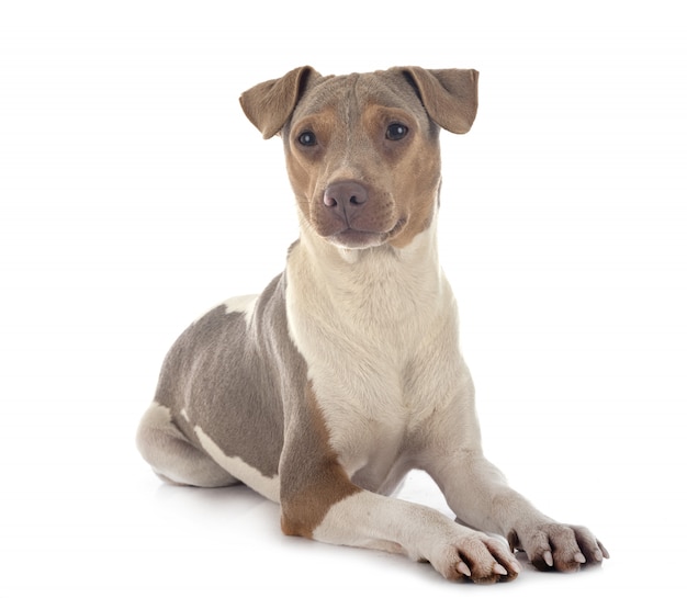 Terrier brasileiro em branco isolado