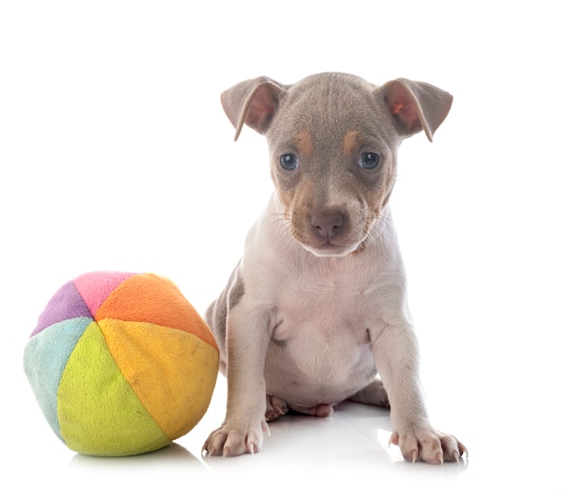 Terrier brasileiro em estúdio