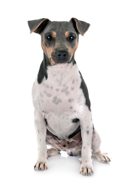 Terrier brasileiro