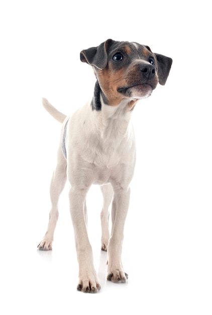 Terrier brasileño aislado en blanco