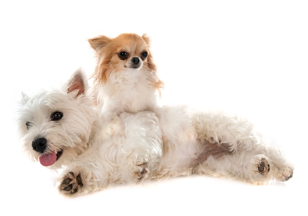 terrier das montanhas do oeste e chihuahua