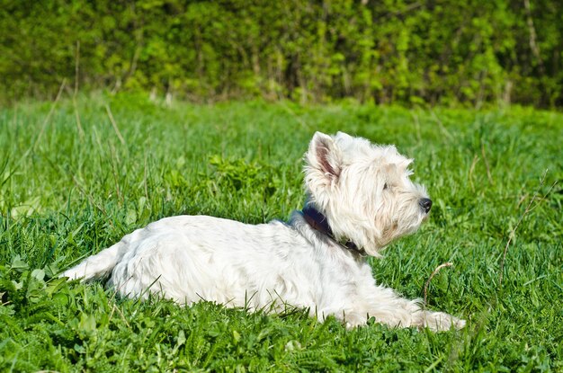 Terrier das montanhas ocidentais