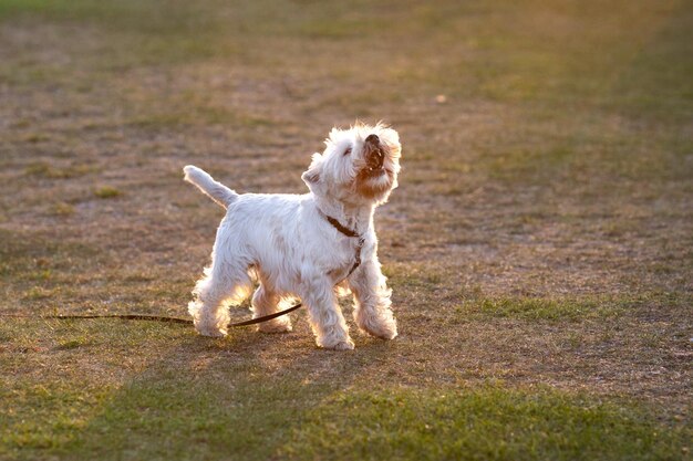 terrier das montanhas ocidentais