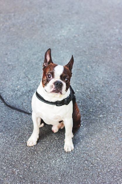 Terrier de Boston cachorro cute em fundo cinza