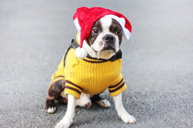 Terrier de boston cão bonito na camisola amarela e sessão de chapéu de papai noel