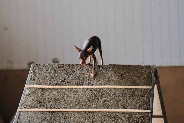 Terrier de brinquedo de pelo liso marrom e bronzeado escala slide especial para cães de treinamento