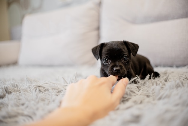 Terrier de brinquedo preto do cachorrinho sentado em um sofá e jogando