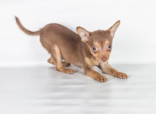 Terrier de brinquedo russo em um fundo branco