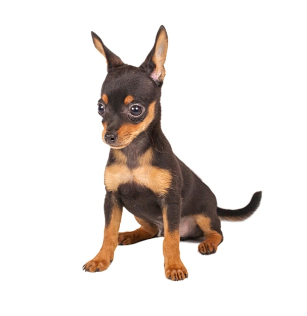 Terrier de brinquedo russo em um fundo branco