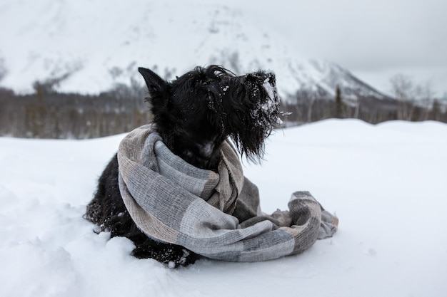 Terrier escocés al aire libre en la nieve