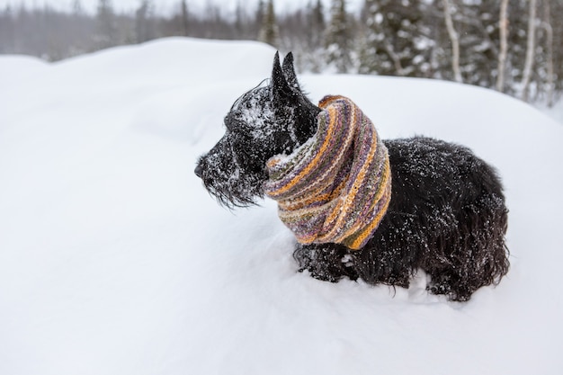 Terrier escocés al aire libre en la nieve