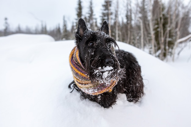 Terrier escocés al aire libre en la nieve