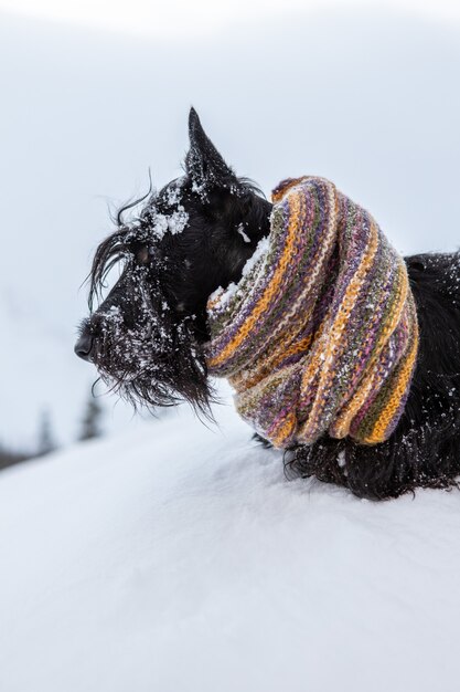 Terrier escocés al aire libre en la nieve