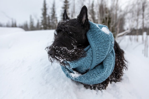 Terrier escocés al aire libre en la nieve