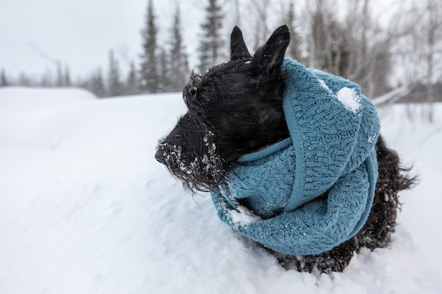 Terrier escocés al aire libre en la nieve