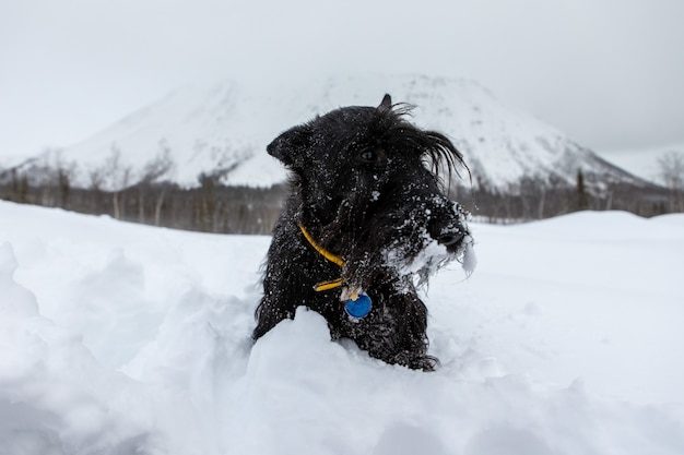 Terrier escocês ao ar livre na neve