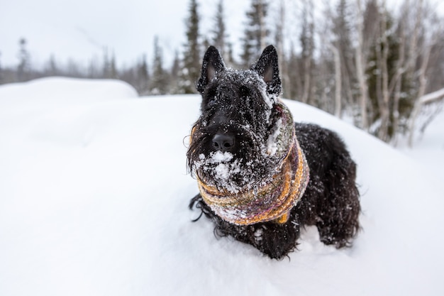 Terrier escocês ao ar livre na neve