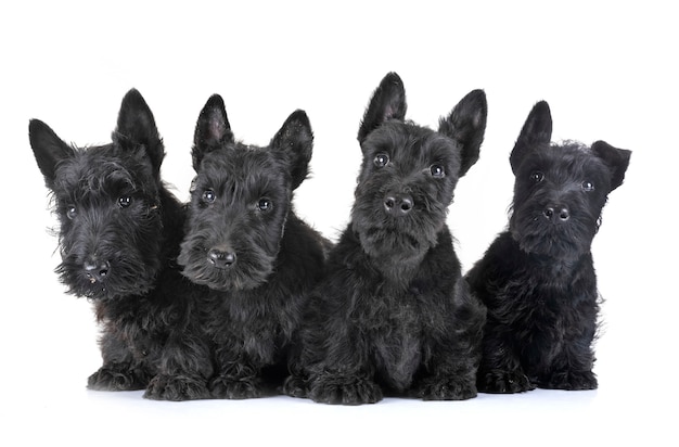 Terrier escocês dos filhotes de cachorro