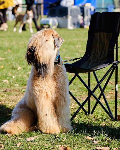 Terrier irlandés de pelo suave sentado en la hierba verde