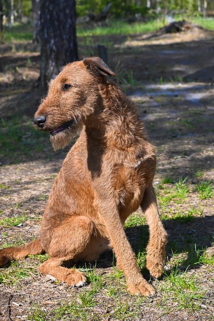 terrier irlandês