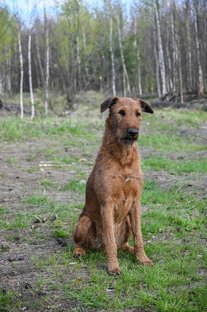 terrier irlandés