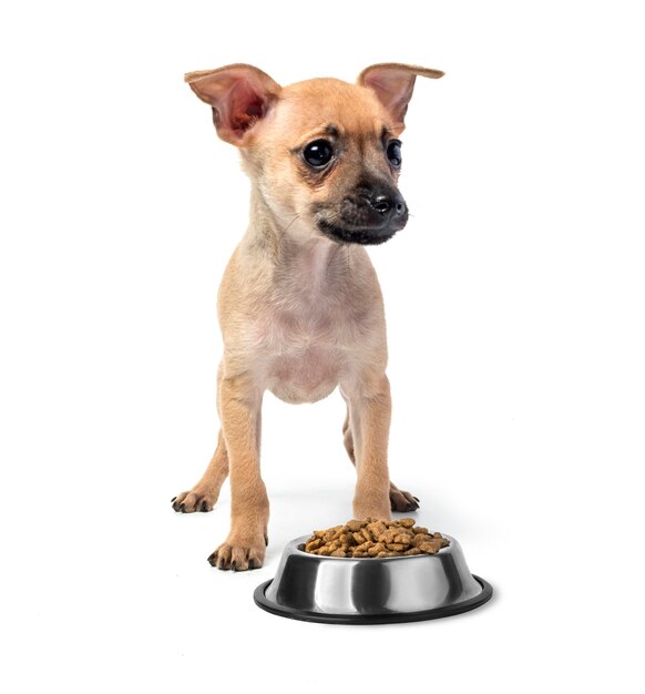 Terrier de juguete cachorro comiendo alimentos aislado sobre fondo blanco.