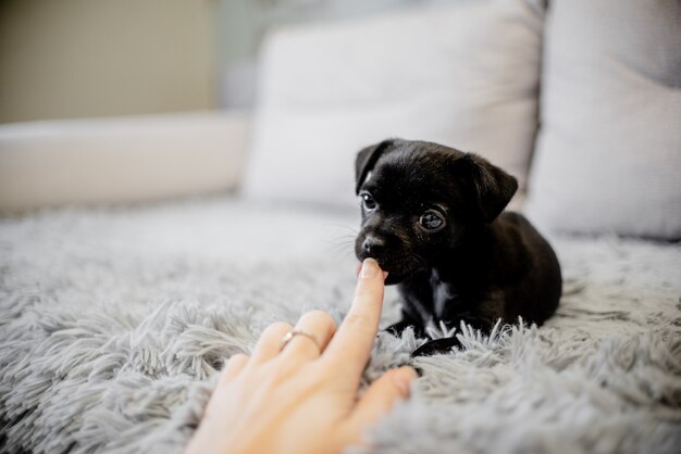 Terrier de juguete cachorro negro sentado en un sofá y jugando