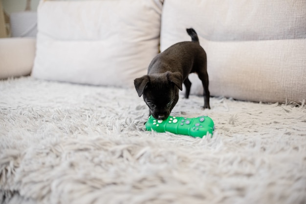 Terrier de juguete cachorro negro sentado en un sofá y jugando