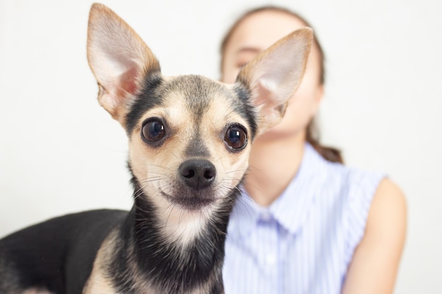 Terrier de juguete para perros con amante te está mirando