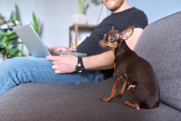 Terrier de juguete para perros pequeños mirando a la cámara, dueño de una mascota masculina sentado en el sofá con el portátil en casa