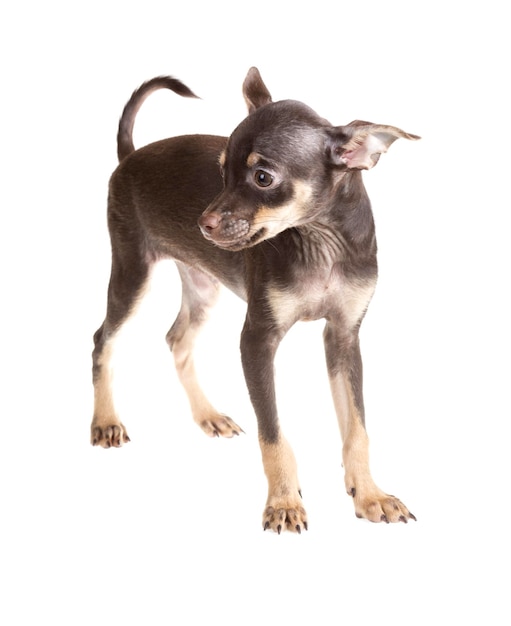 Terrier de juguete ruso aislado sobre un fondo blanco.